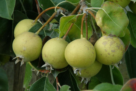 خواص دارویی درمانی دانه گلابی وحشی (انچوچک) در طب سنتی