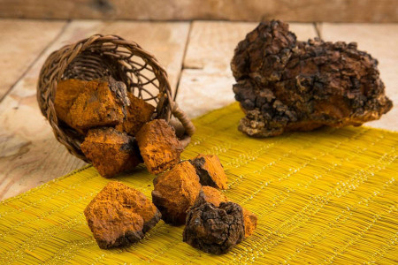 قارچ چاگا : ۱۵ خاصیت اثبات شده دارویی و درمانی قارچ چاگا