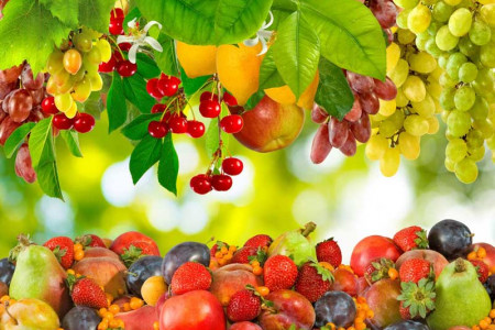 ۱۰ نشانه و تعبیر دیدن باغ میوه در خواب