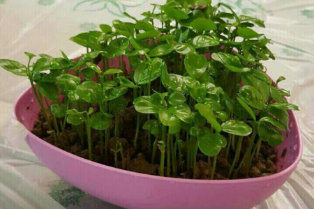 آموزش کاشت سبزه هسته نارنج برای عید