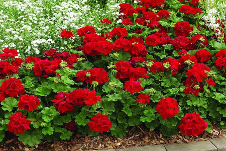 تکثیر، پرورش و قلمه زدن گل شمعدانی