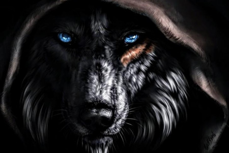 منتخب جذاب ترین عکس گرگ برای پروفایل دخترانه / پسرانه