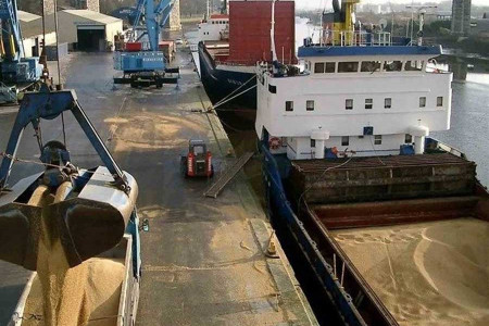 ورود مجدد ذرت های سمی به کشور