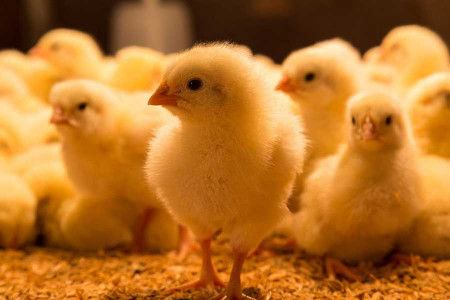 گور دسته جمعی جوجه های یک روزه