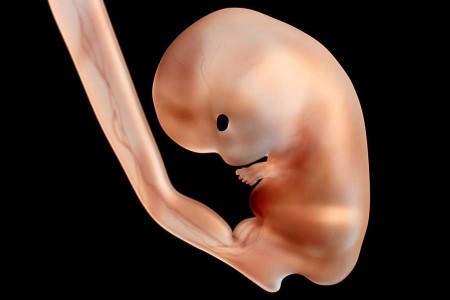 فیلم | زنده شدن جنین فریز شده در اصفهان