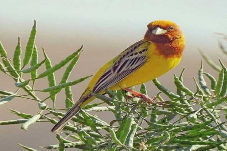 شناسایی و ثبت یک گونه پرنده نادر در آران و بیدگل