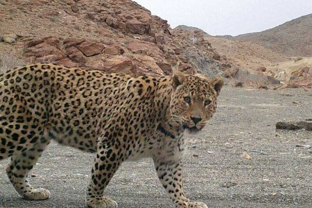 ماجرای حمله پلنگ به گله گوسفندان در خرم آباد