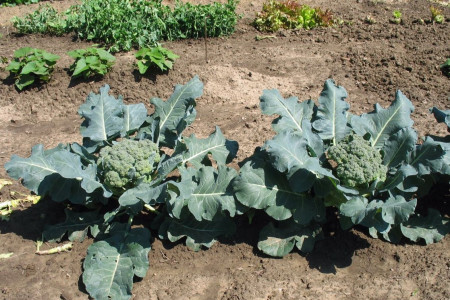 راهنمای کاشت و نگهداری کلم بروکلی