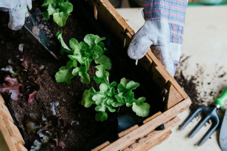 با خواندن این مقاله دیگر تفاله چای را دور نمیریزید!