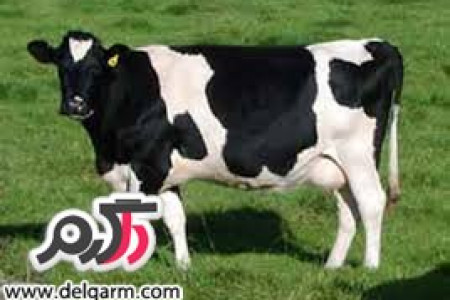 درمانهای جدید برای نارساییهای هورمونی با الهام از سیستم ایمنی گاو