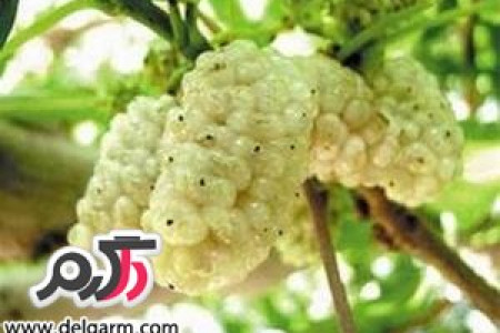 خواص شگفت انگیز توت سفید