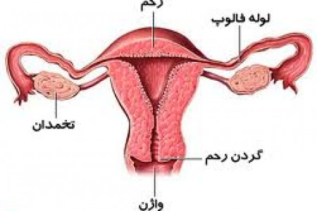 چرا واژن خشک می شود و راه جلوگیری از خشکی واژن چیست؟