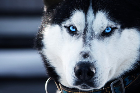معرفی کامل سگ هاسکی،بررسی نژاد هاسکی و نحوه نگهداری از آن
