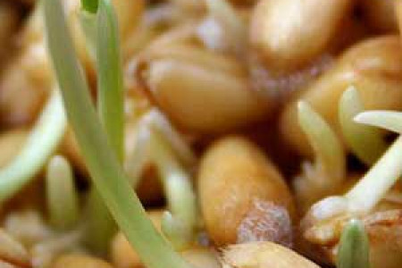 خواص جوانه گندم و خاصیت جوانه گندم