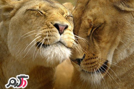 عکس حیوانات اهلی بانمک