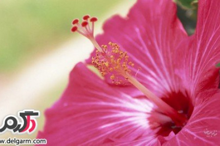 آشنایی با خواص جالب گل ختمی