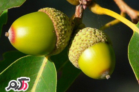 از خواص میوه بلوط چه می دانید؟!