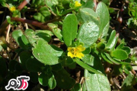 خواص باور نکردنی و بی نظیر خلفه