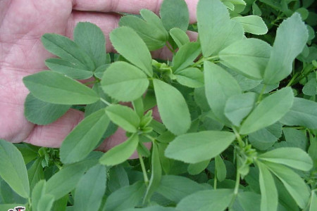 فواید گیاه یونجه و عرق یونجه