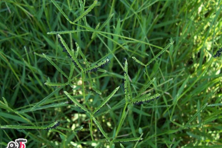 فواید علف مرغ(گیاهی دارویی)