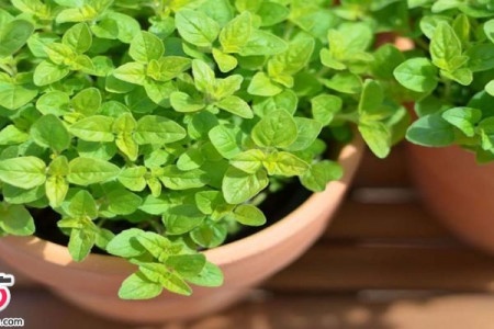 آشنایی با خواص گیاه بی نظیر مرزنجوش