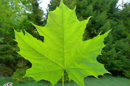 خواص دارویی و درمانی عرق برگ چنار