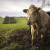 علت ورم کردن پستان گاو شیری : آیا درمان فوری برای این عارضه وجود دارد؟