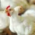 ۱۳ علت تخم نگذاشتن مرغ خانگی