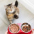 نکات مهم و ضروری هنگام انتخاب غذای مناسب برای گربه های خانگی