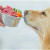 راهنمای خرید غذای سگ با بهترین کیفیت و ارزانترین قیمت