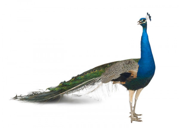 ØªØ¹Ø¨ÛØ± Ø®ÙØ§Ø¨ Ø·Ø§ÙÙØ³ 28 ÙØ´Ø§ÙÙ Ø¯ÛØ¯Ù Ø·Ø§ÙÙØ³ Ø¯Ø± Ø®ÙØ§Ø¨ Pavo) نام یک گونه از سه سردهٔ طاووس و تیرهٔ قرقاولان و وابستگان به آن‌ها است. ØªØ¹Ø¨ÛØ± Ø®ÙØ§Ø¨ Ø·Ø§ÙÙØ³ 28 ÙØ´Ø§ÙÙ Ø¯ÛØ¯Ù Ø·Ø§ÙÙØ³