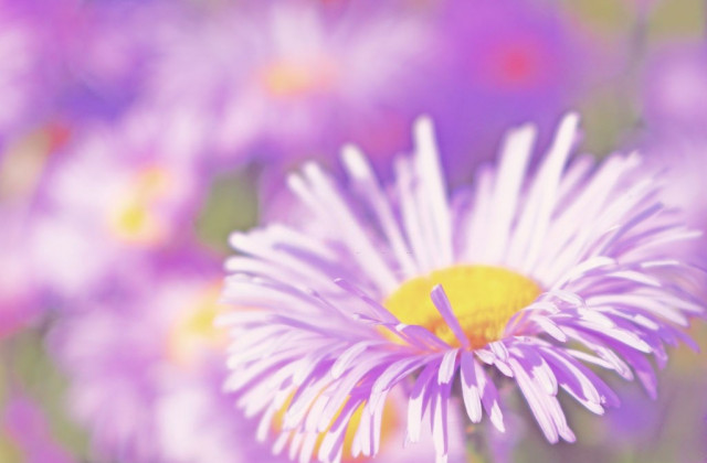 گلچینی از زیباترین عکس های گل آستر (ستاره ای)