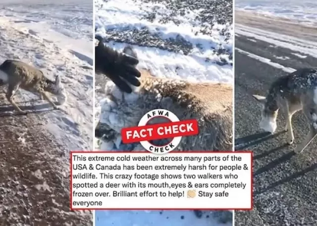 نجات گوزنی که در سرمای شدید دهان و چشمانش یخ زده است!