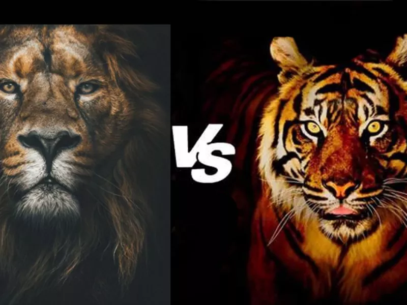ویدیو / ترکیب شیر و ببر ی چیز عجیب و غریب و غیر قابل کنترل در اومده !!!