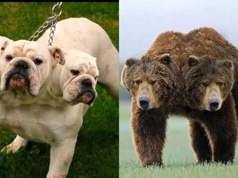 10 حیوان عجیب و 2 سر که دنیا را تکان دادند !!