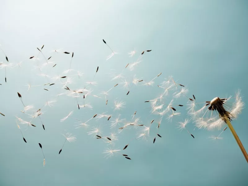 دانلود 15 صدای باد متفاوت و عاشقانه (کوهستان،پاییزی،بین برگ و ...)