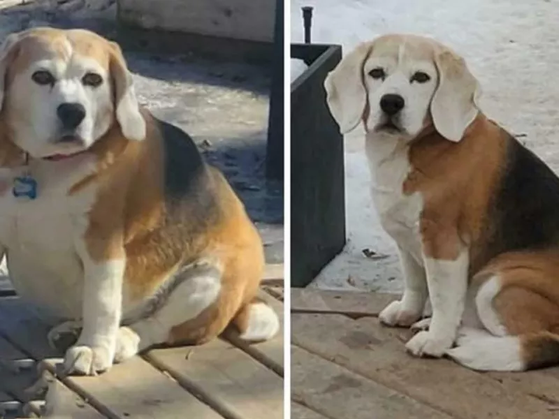 حیواناتی که با رژیم گرفتن 20 کیلو لاغر شدند !!!