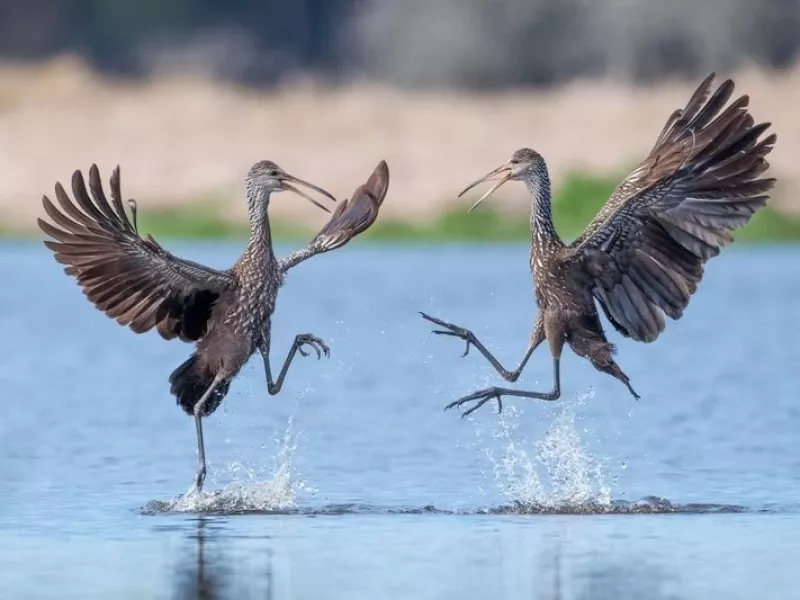 رقص بندری و شاد پرنده ها رو از نزدیک دیده بودین ؟!