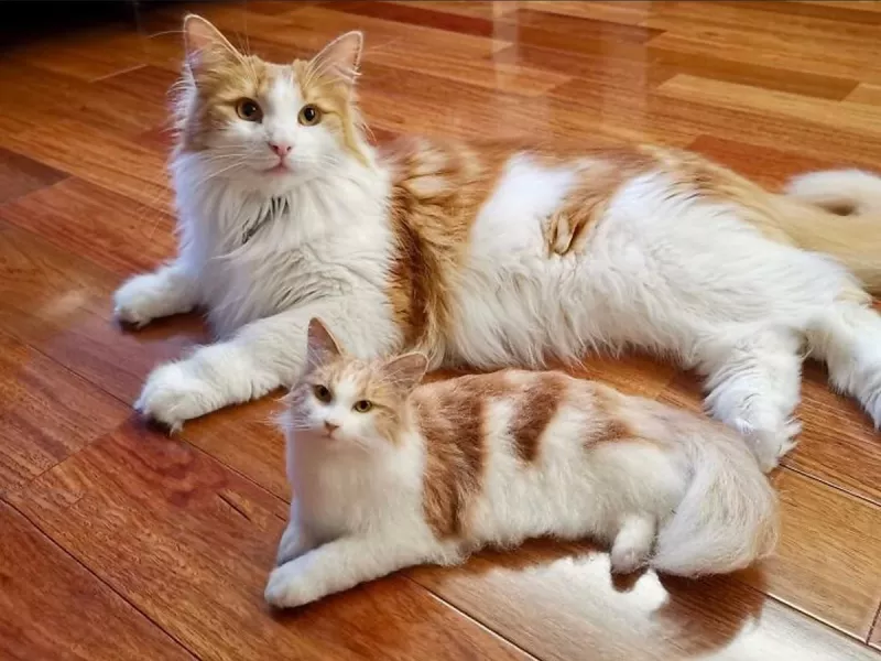 باورتون میشه این حیوانات پشمی و دست ساز باشن ؟