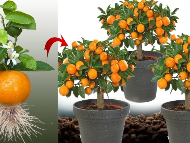 با 1 عدد تخم مرغ درخت نارنگی بکار !