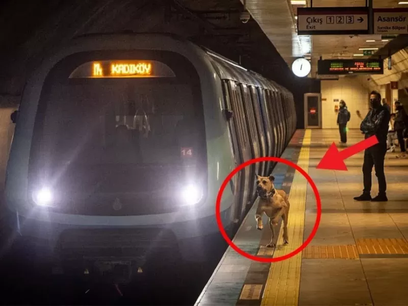 این سگ هر روز سوار قطار مترو میشد، پس شخصی ردیابی بر او گذاشت، تا اینکه...