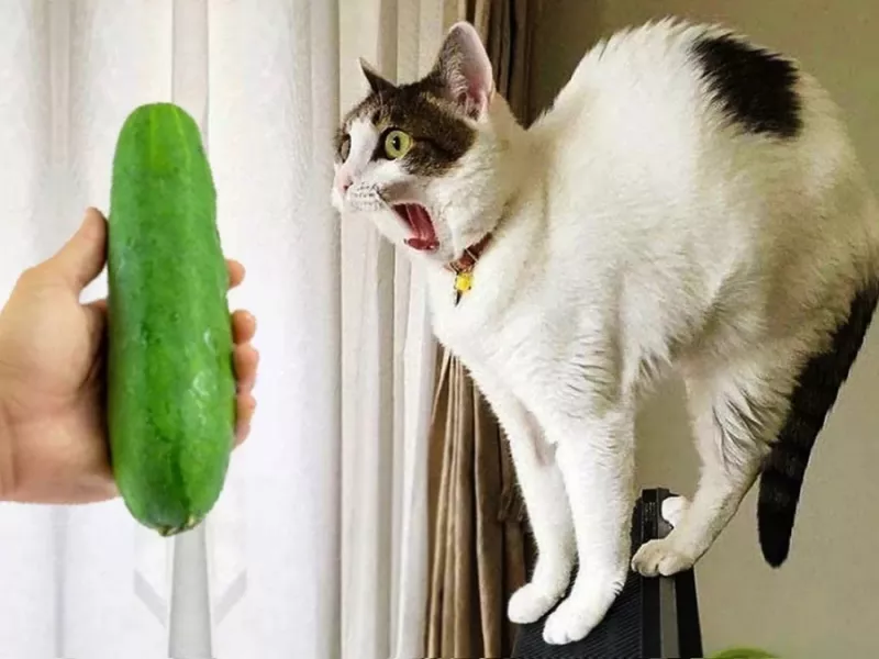 چرا گربه ها از خیار وحشت دارن ؟