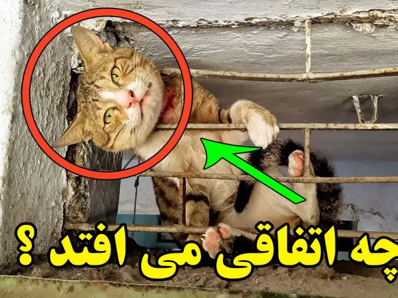 گربه این محله با سرنوشت عجیبی روبرو شد و اشک همه را درآورد !