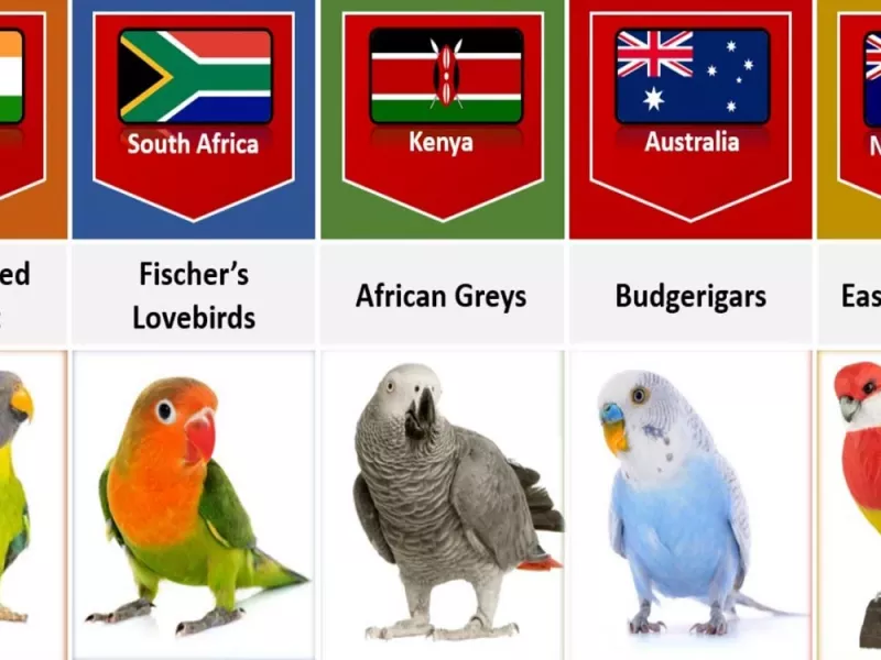 طوطی شما اهل کدوم کشوره ؟