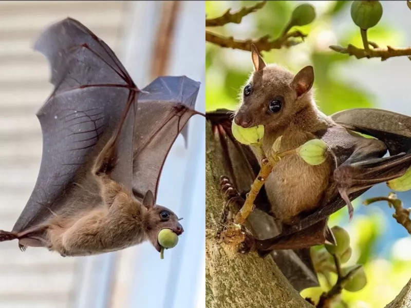 خفاشی که انجیر میخوره چیه ؟