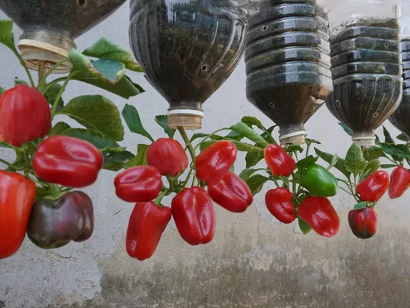 نحوه پرورش فلفل دلمه ای درشت در بطری های پلاستیکی، دیگر مجبور نخواهید بود فلفل بخرید