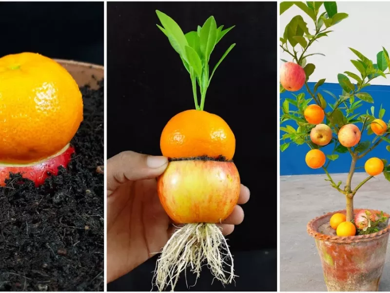 نحوه پرورش درخت سیب و پرتقال پیوندی در خانه