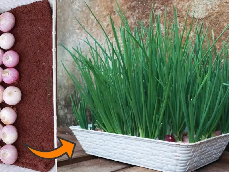 آموزش کاشت پیاز در خانه / فقط با یک حوله و آب، پیاز بکار و به فروش بالا برس