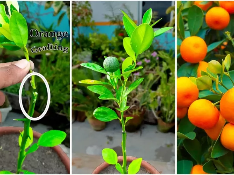 ایده باغبانی در خانه / آموزش کاشت درخت نارنگی در خانه