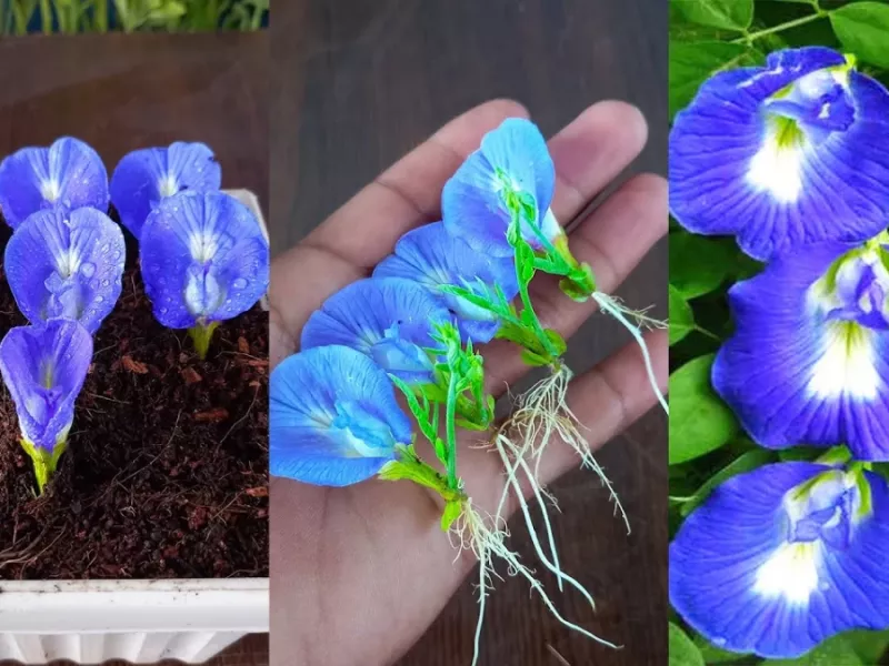 نحوه تکثیر گل پروانه ای و بسیار زیبا در خانه / آسان ترین روش برای باغبانی